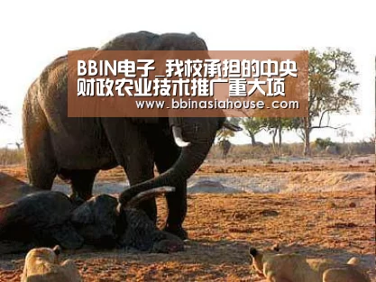 BBIN国际厅